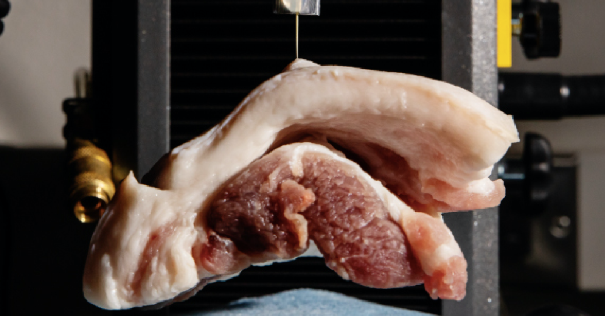 Pork Got Stabbed By Cactus Spines For The Sake Of Science