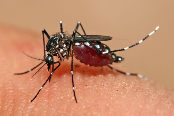 Google's Parent, Alphabet, Has Found A Way To Eliminate Mosquitoes