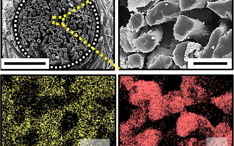 Cotton-Based Biofuel Cell: A New Solution To Power Implantable Medical Devices