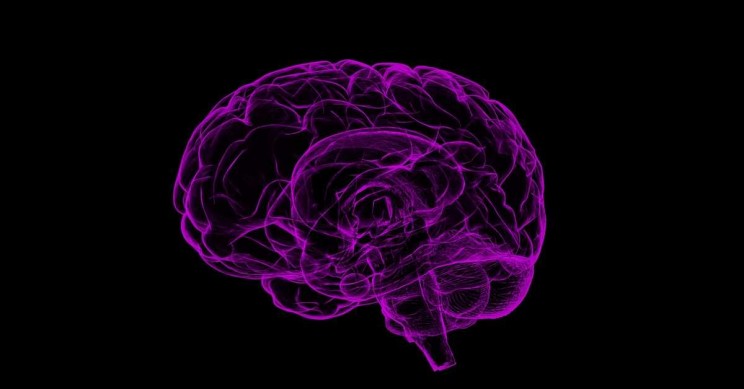 A New Study: Does Bigger Brain Mean More Intelligence?