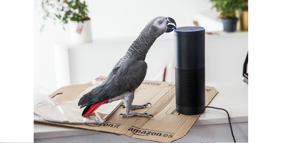 A Parrot Used Alexa Assistant To Order Items From Amazon