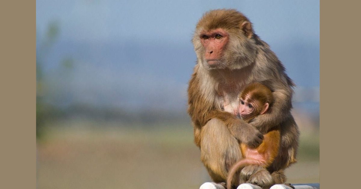 The Oldest Monkey On Earth Can Be The Key To Kill HIV For Good