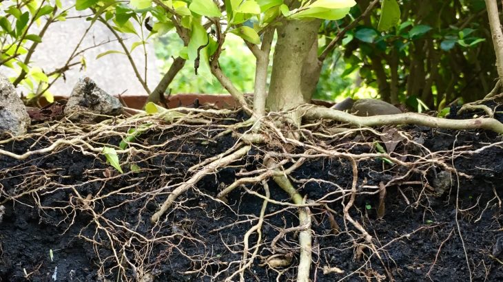 New Discovery On Plants' Root Branching In Seeking Water