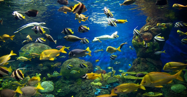 AR Technology Help Researchers Learn More About Animals