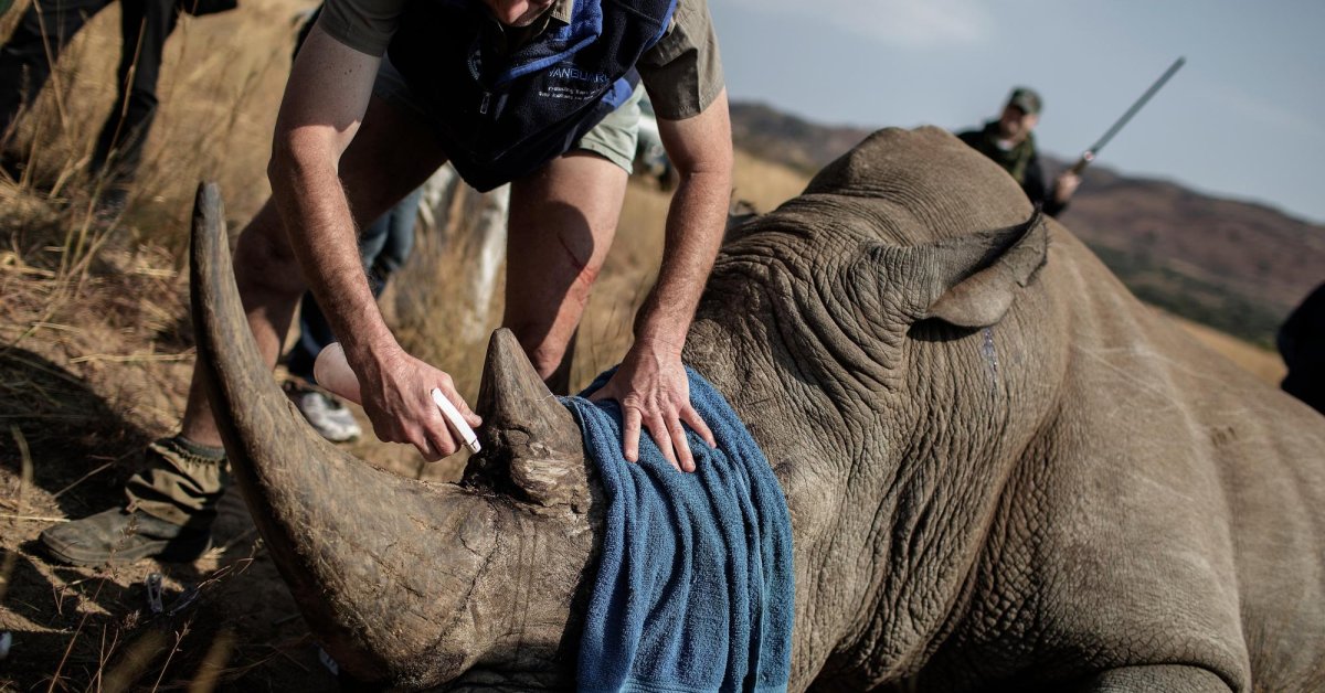 World's 1st AI-Based Camera Helps Fight Wildlife Animal Hunters