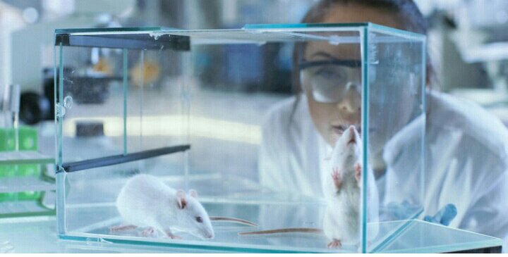 Chinese Scientists Control Cyborg Rats By Brain-To-Brain Interface