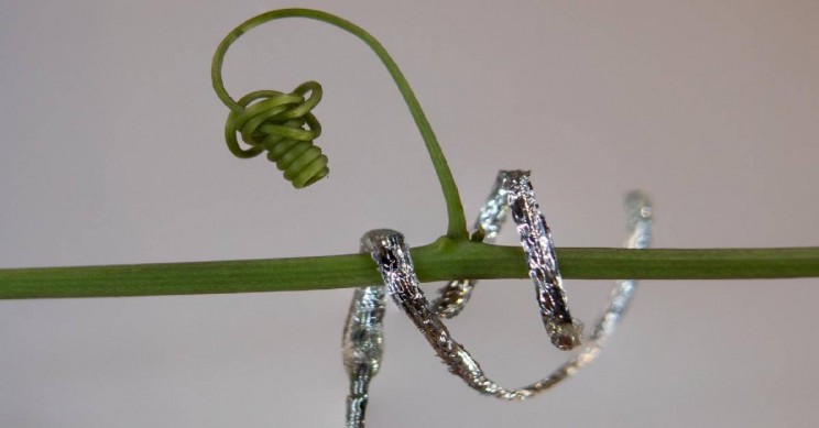 Like Tendril Plants, The First Ever Soft Robot Can Curl And Climb By Itself