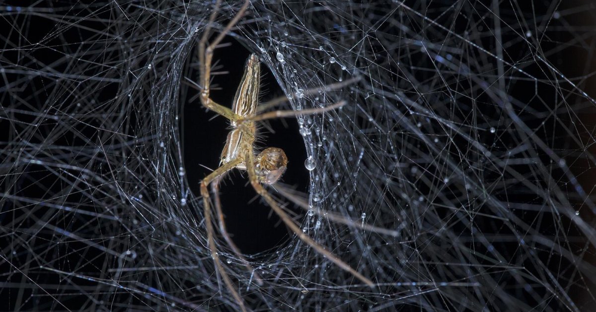 Genetically-Engineered Bacteria Can Result In Bullet-Proof Spider Silk
