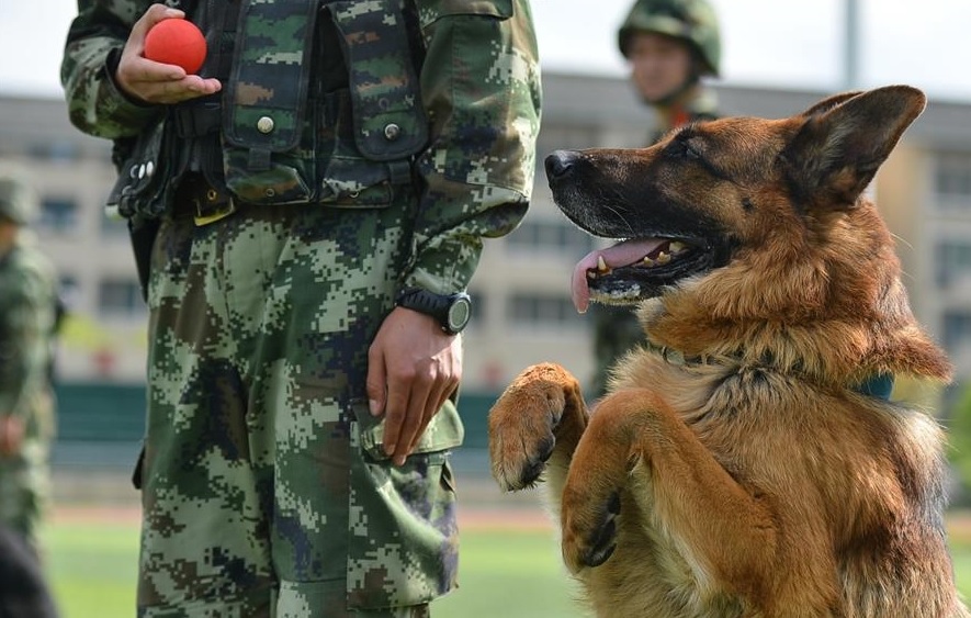 China Cloning Top Police Dog Hoping For Mass Production