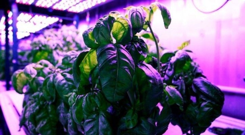 Changing Light On Vegetables Makes Them Tastier, No Need For Gene-Edit, Research Results