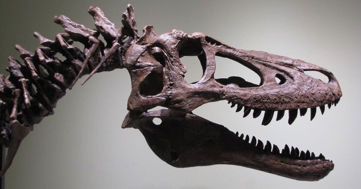 A Baby T-Rex Fossil Is Being Sold On eBay, Triggering Paleontologists