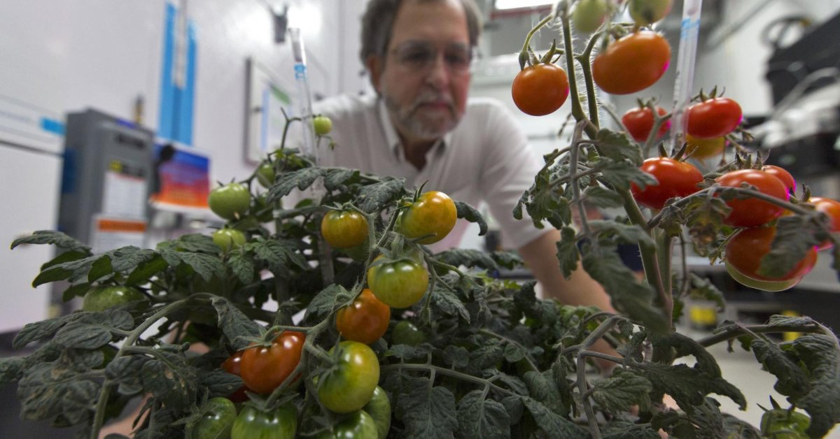 Astronauts To Grow The Very First Fruit On Space