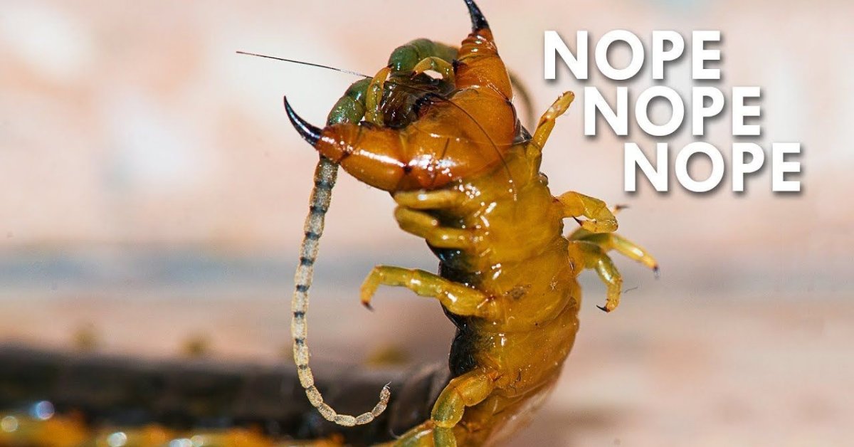 The Chinese Vlogger Dies For Eating Alive Geckos & Centipedes While Live Streaming