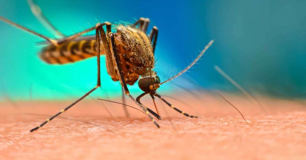 The Graphene-Lined Clothes Can Help Us Avoid Mosquito Bites