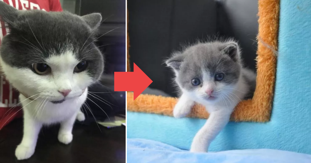 Cloning A Cat Isn't Enough, This Company Wants To Clone Its Memory