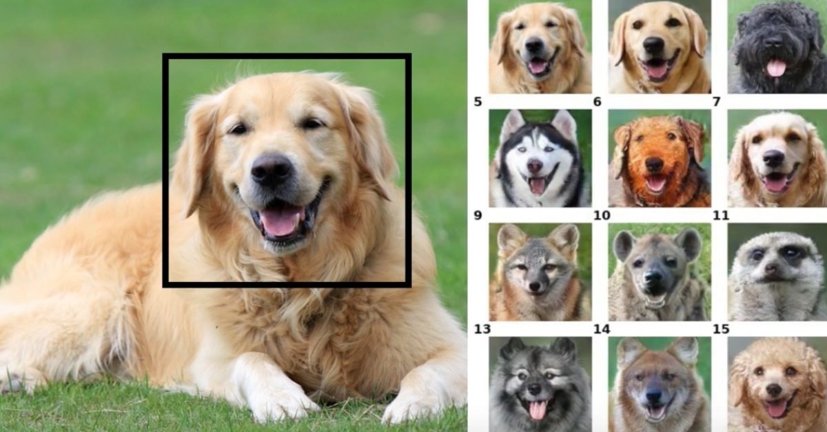 See What Your Dog Would Look Like As Another Animal With This AI Tool