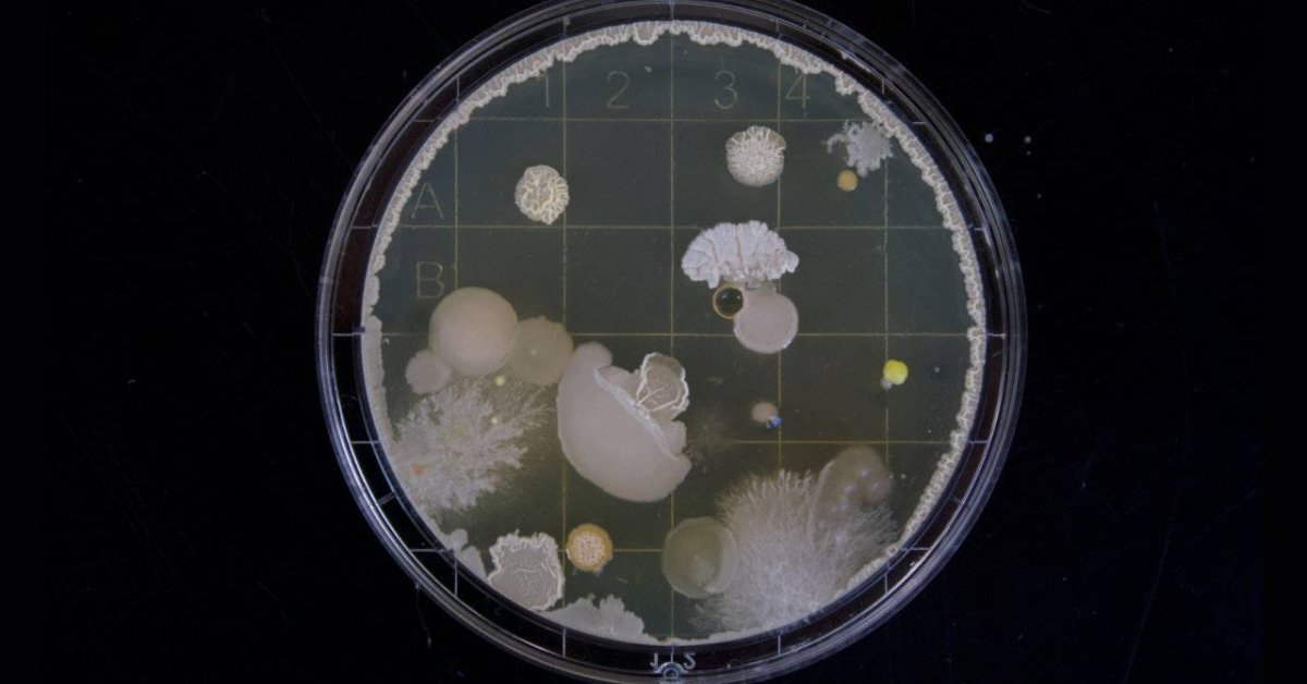 These Bacteria Are Programmed To Detect Bombs Buried Underground