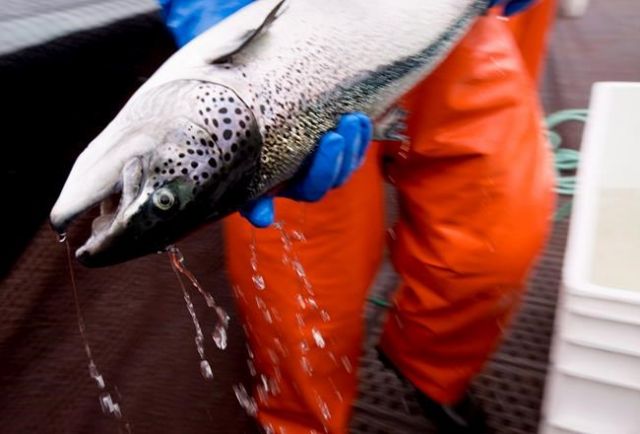 Mitsubishi-Backed Company Brings Blockchain-Attached Salmon To Consumers