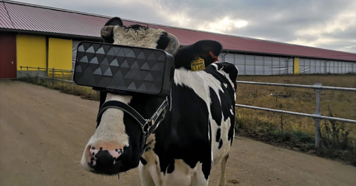 To Boost Milk Production, Cows Get To Wear VR Goggles