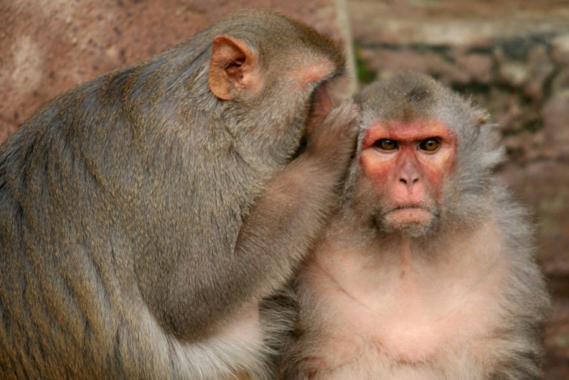 Believe It Or Not - Monkeys Know When They Don’t Know Something