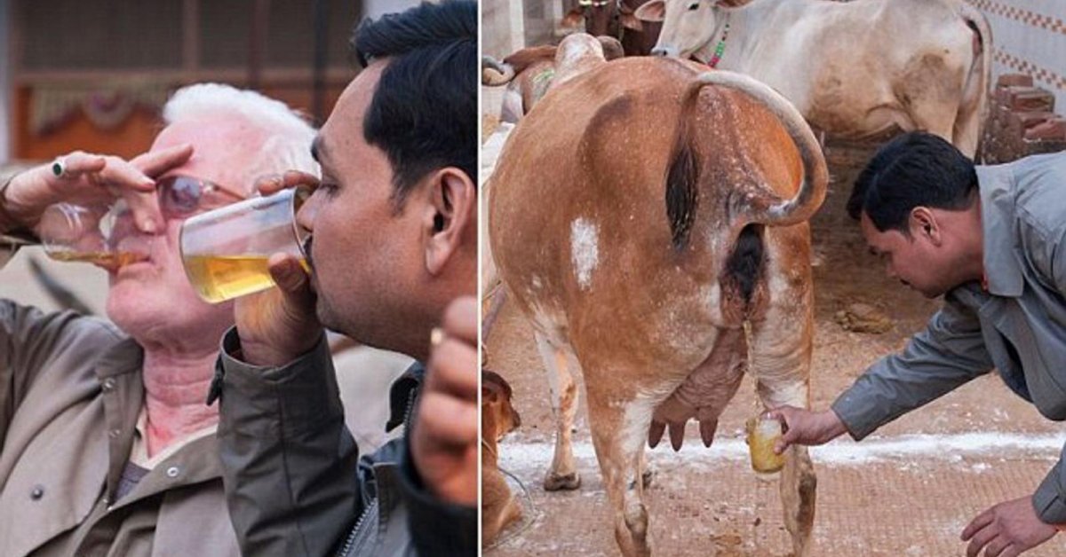 China Hasn't Even Found A Cure, Yet Hindu Mahasabha Claims Drinking Cow Urine Can Kill Coronavirus