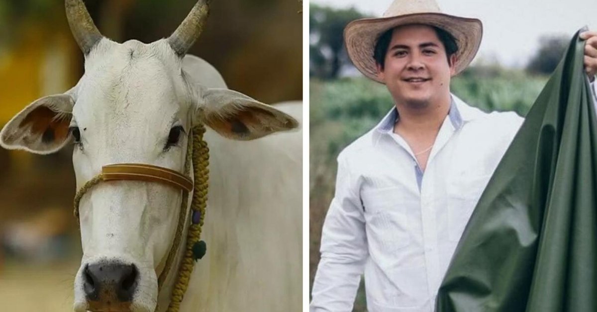 Killing Cows For Their Skins No More! This Cactus Leather Looks And Feels Just Like Real Leather