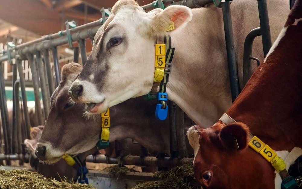 The Fancy Life Of Cows In Switzerland: Wearing 5G-Enabled Fitbits Made By Huawei