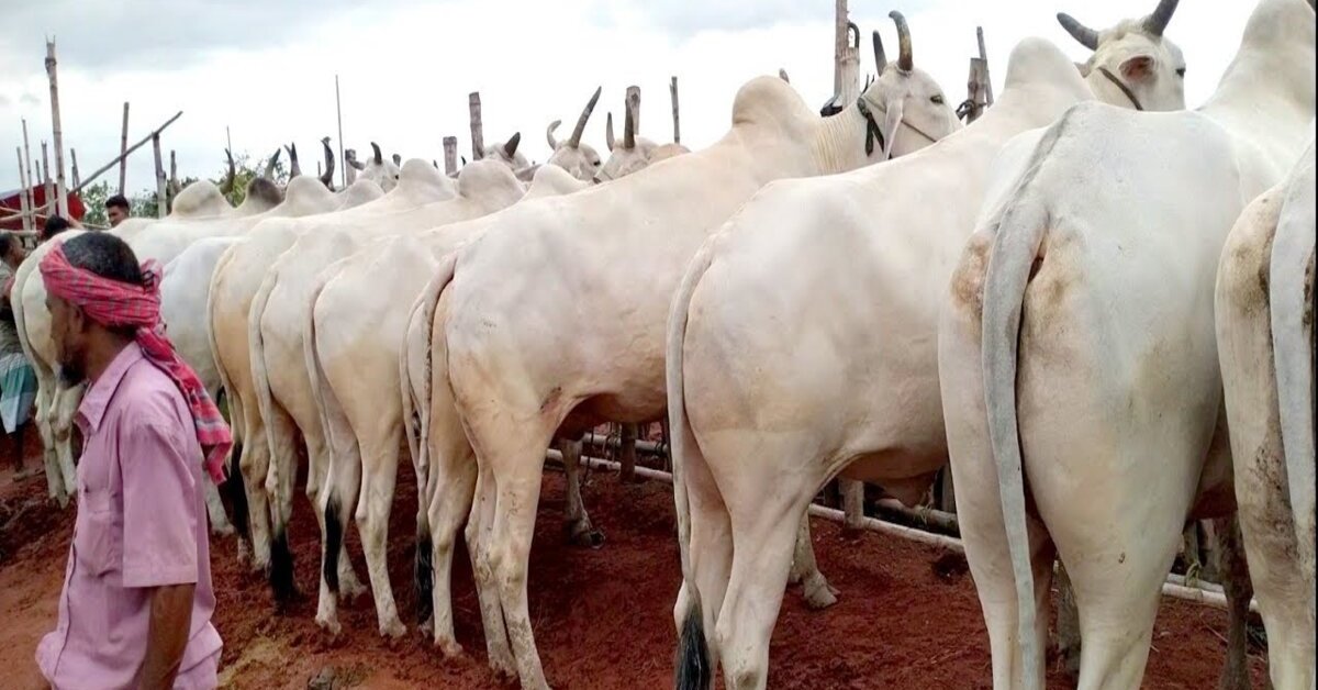 Milk Trader Taken Into Custody For Selling Cow Urine And Dung As Treatment For COVID-19