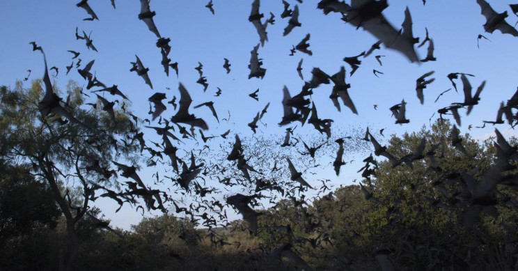 Not Only You, But Also Bats Are Practicing Social Distancing, Too