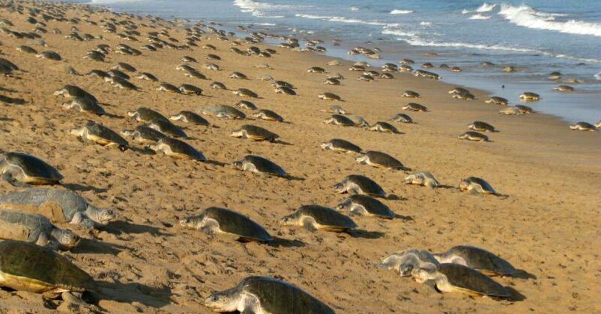 400,000 Turtles Laid Eggs Freely On The Beach Thanks To...CO.VID-19 As People Are All On Lockdown