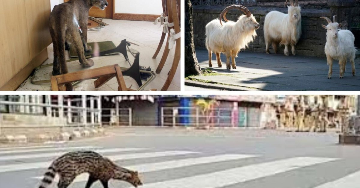 Amid COVID-19 Pandemic, Wild Animals Take Over Cities Just Like In Sci-Fi Movies