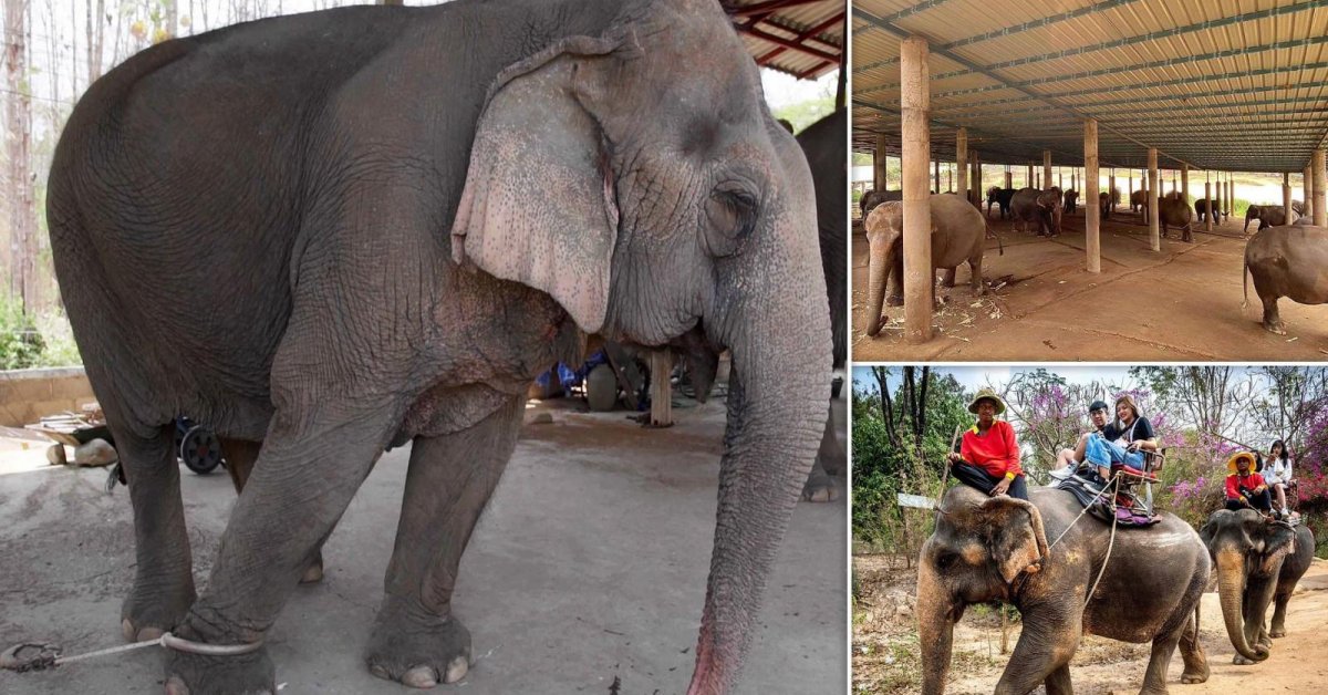 Elephants Chained And Starved To D.e.a.t.h In Thailand When Tourism Collapses Under CO.VID-19 Lockdown