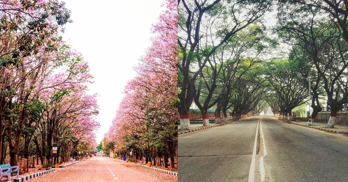 Best Instagram Pics Of Stunning Bangalore Under Lockdown For Everytime Your Mood Is Down