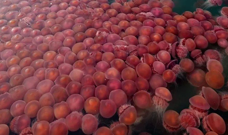 [Video] Thousands Of Pink Jellyfish Invade Beach As Humans Under CO.VID-19 Lockdown