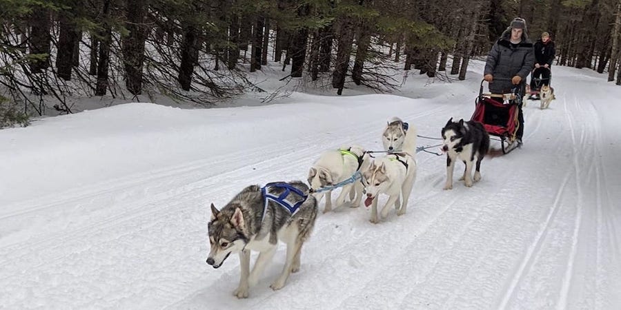 Amid COVID-19 Oubreak, Girl Uses Sled Dogs To Deliver Groceries To Elderly People
