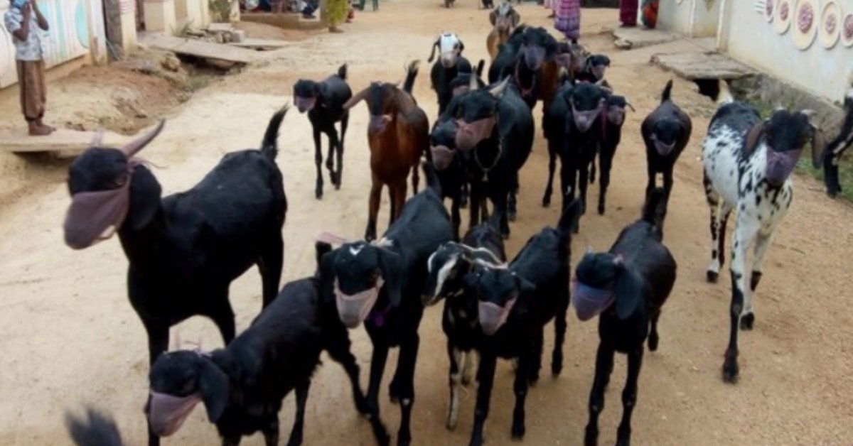 How Animals Are Also Protecting Themselves Again The COVID-19 Pandemic