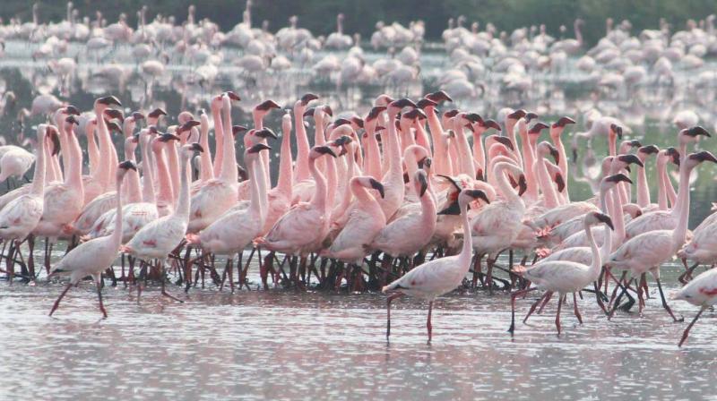 Amid COVID-19 Pandemic, Navi Mumbai Residents Spot Flamingos From Their Houses