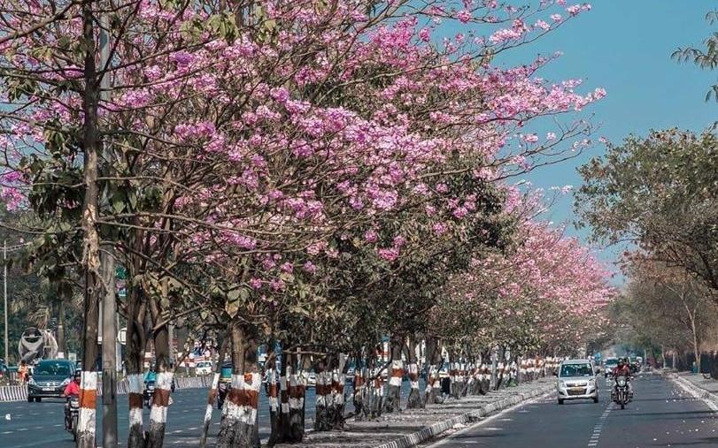 Amid Lockdown, Spring Has Finally Arrived In India