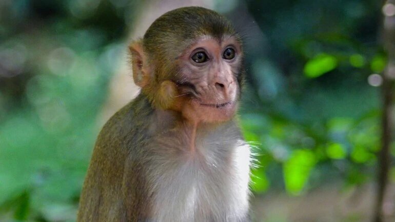 [Watch] This Monkey Can Fly A Kite Better Than A Human Can, And He Is The New Sensation On Twitter