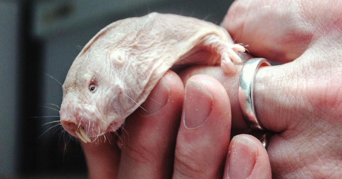 This Creature Could Theoretically Live Forever; Might Be The Key To  Immortality 