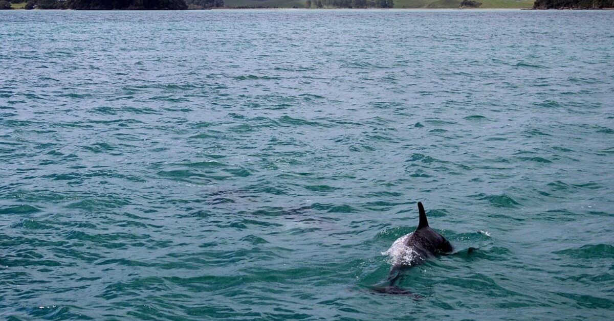 After Almost 3 Decades, Dolphins Appeared Near Kolkata Thanks To Reduced Water Pollution