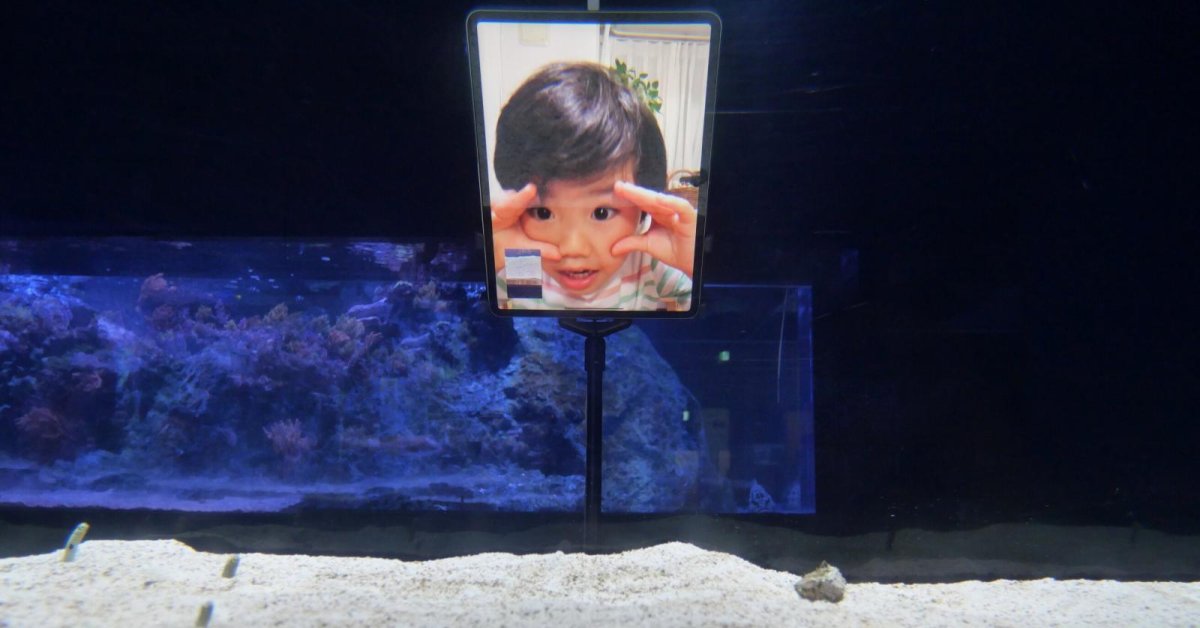 Tokyo's Aquarium Sets Up Screens For People To FaceTime With Eels