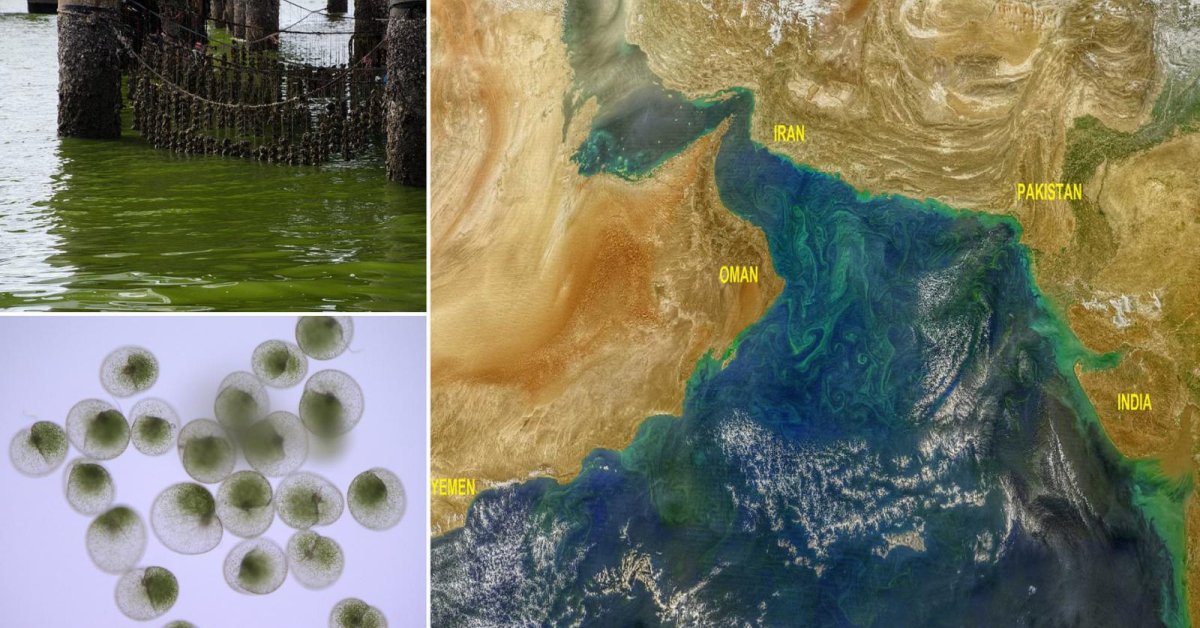 India's Toxic Green Algae Blooms Are So Big They Are Visible From Space!