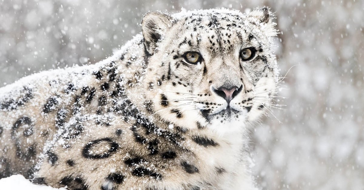 Rare Snow Leopard "Sentenced To Prison" For Killing Livestock