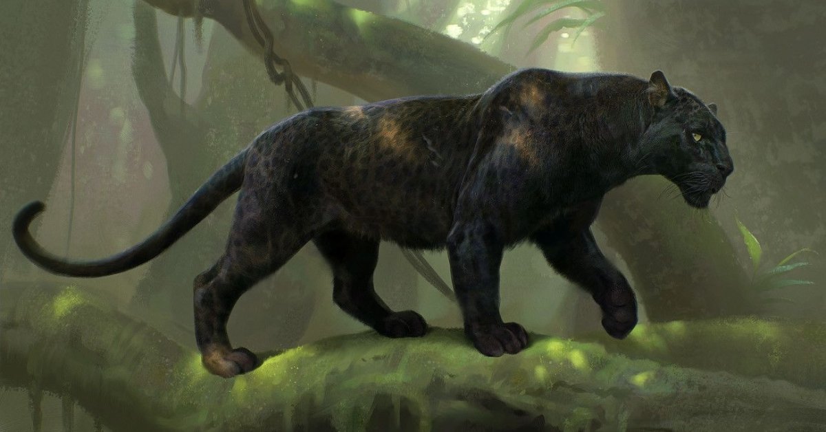 Black Panther Spotted For The First Time In Goa Sanctuary