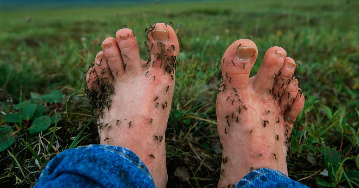 “Human Bait,” A Weird Job That Helps Battle Malaria