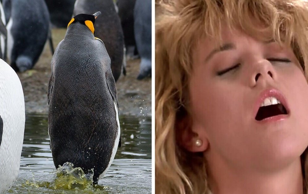 Scientist Gets High, Another Goes Cuckoo From Sniffing Penguin Poop
