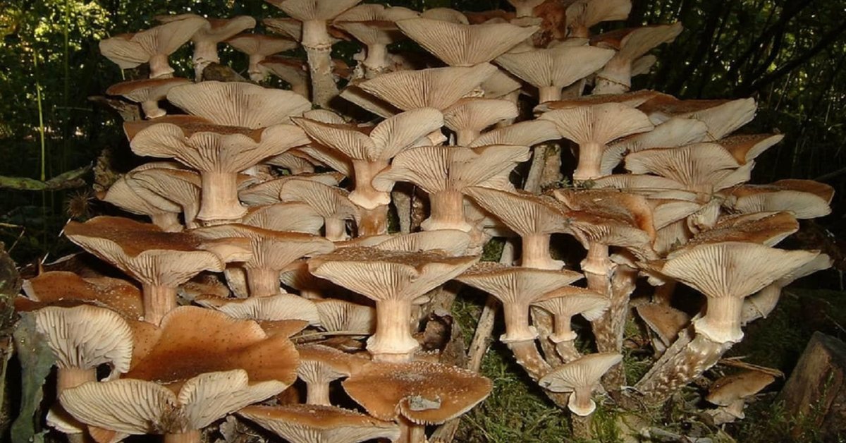 The Largest Living Organism Is A Fungus As Heavy As 1500 Elephants ...