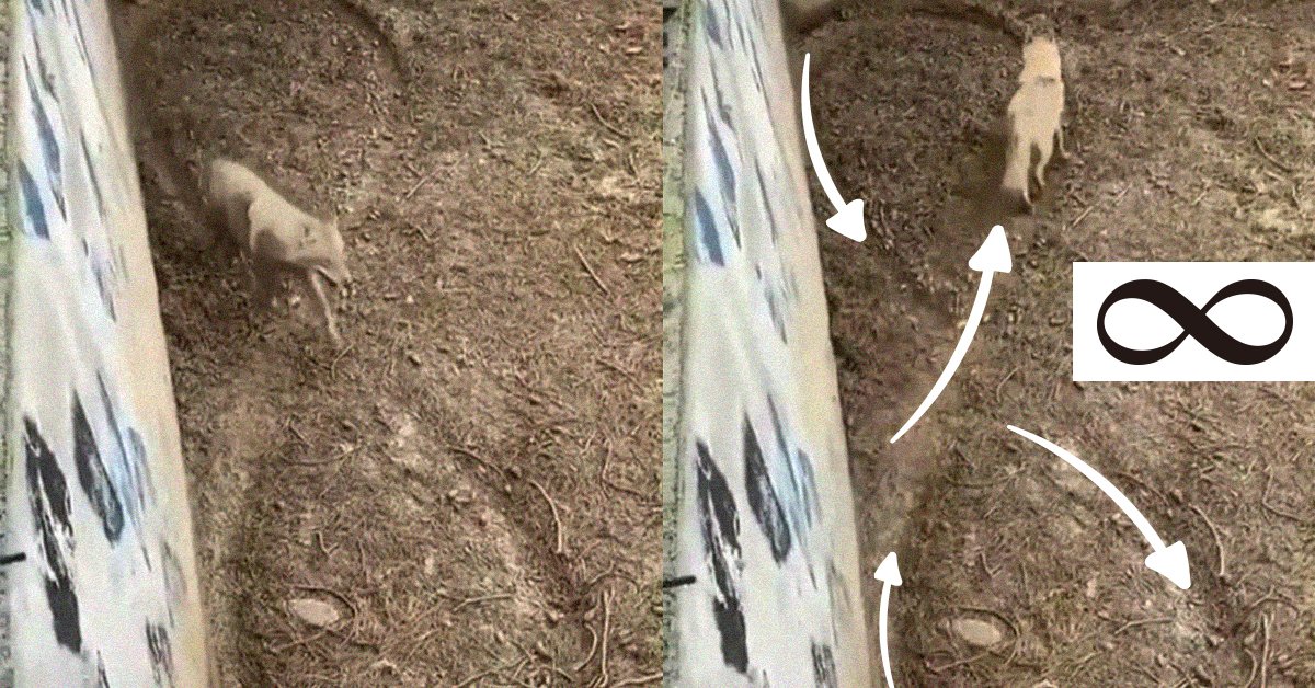 This Depressed Wolf Walking In An Infinity Sign Pattern Is Why Animals Shouldn't Be Caged In The Zoo