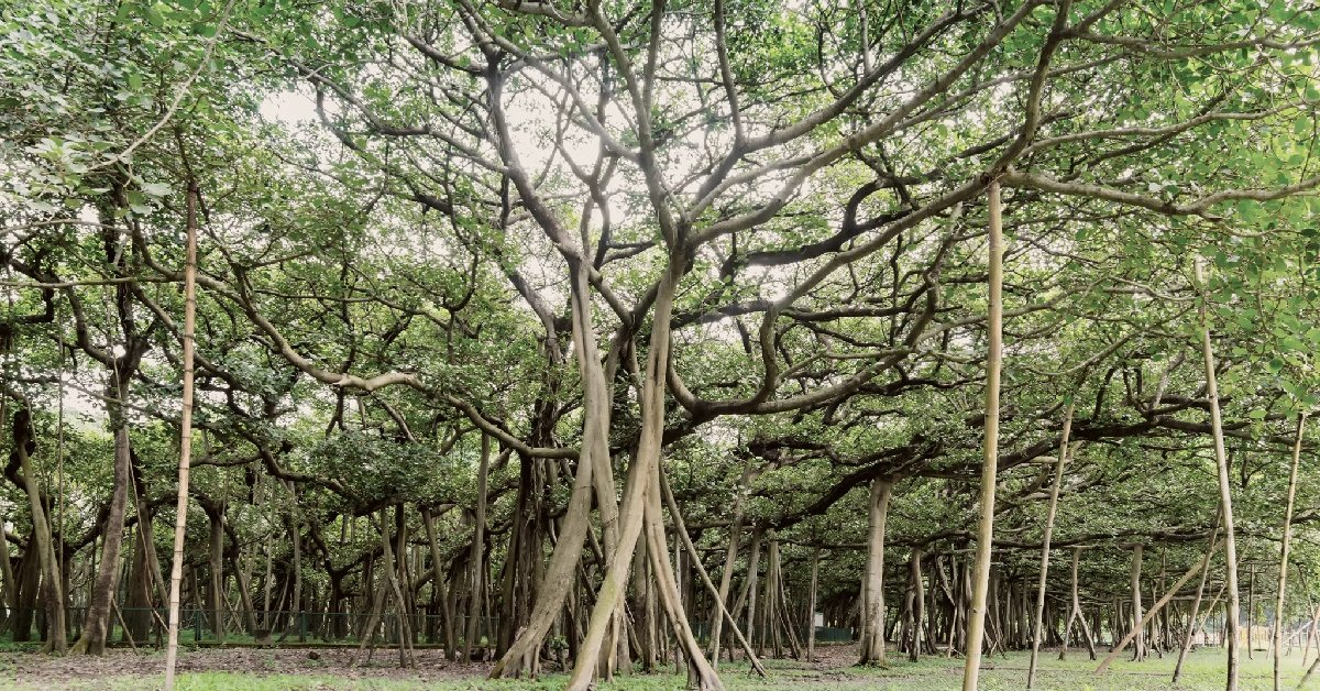 Cyclone Amphan Severely Damaged World’s Largest Banyan Tree - MobyGeek.com